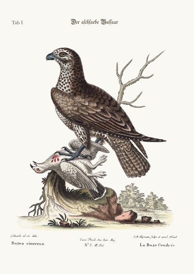 The ash-coloured Buzzard by George Edwards